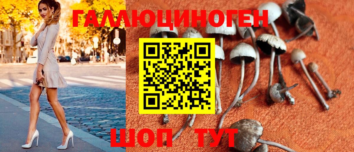 Клинцы  Галлюциногенные грибы Psilocybine cubensis  Вход с VPN 